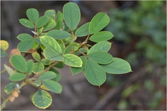 Desmodium ferrugineum